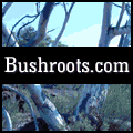 Bushroots - Rural Web Design Australia