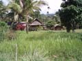 Kokoda_viv_258
