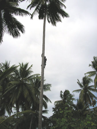 Kokoda_max_293